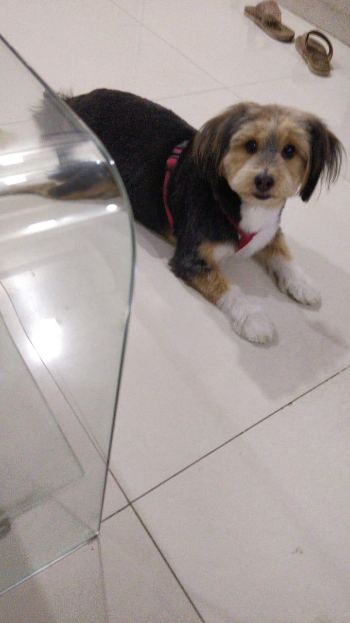 Lhasa Apso Dog